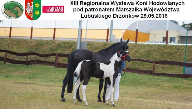 XIII Regionalna Wystawa Koni Hodowlanych