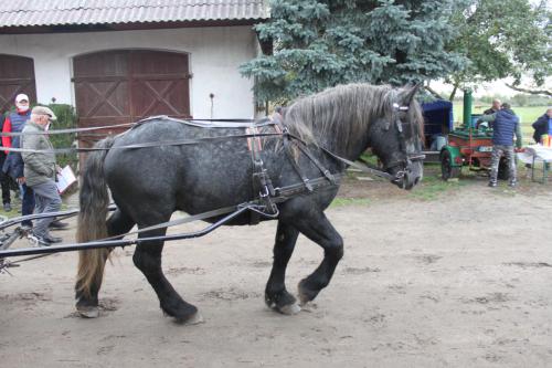 2020 Gorzów Wlkp Aukcja ogierów zimnokrwistych