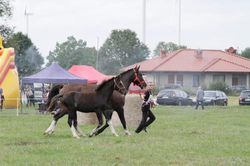 polowa-zaprzegowa-proba-dzielnosci-klaczy-slaskich-surowa-2021-085-RG-0340