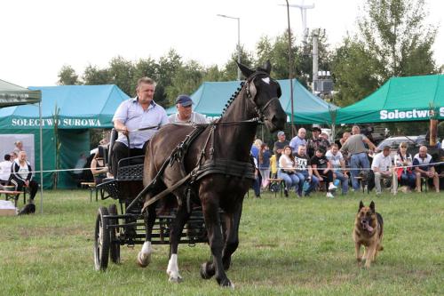 polowa-zaprzegowa-proba-dzielnosci-klaczy-slaskich-surowa-2021-108-RG-0622